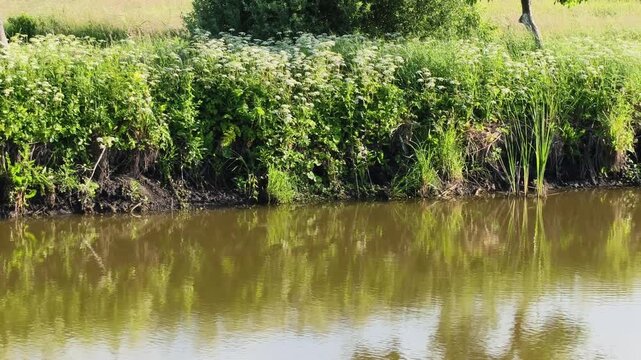 Close-up of wild white umbrella flowers growing near the riverbank on a sunny summer day, blooming green wild chervil or ground elder plants swaying in the wind.