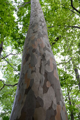 Fototapeta premium Stewartia koreana is a deciduous broadleaved tree in Korea known for its smooth mottled bark and white summer camellia like flowers. This botanical specimen is valued for landscaping and high quality 