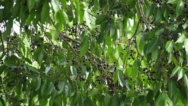 Ripe Indian Jamun Fruit Hanging on Tree Branches with Green Leaves, Agriculture Harvest Concept. Close Up of Fresh Black Plum Fruit Growing on Tree, Syzygium Cumini or Java Plum in India.