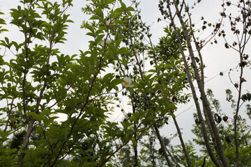 Fototapeta premium Stewartia koreana is a deciduous broadleaved tree in Korea known for its smooth mottled bark and white summer camellia like flowers. This botanical specimen is valued for landscaping and high quality 