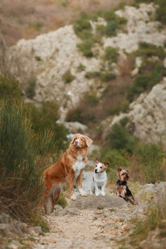 Nova Scotia Duck Tolling Retriever Jack Russell Terrier and Yorkshire Terrier pose together in a mountain canyon environment. Outdoor travel and hiking scene with multiple companion dogs.