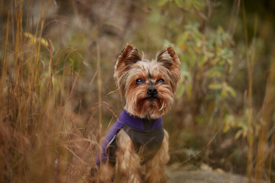 Yorkshire Terrier stands in tall grass and looks directly at the camera outdoors. Companion dog portrait with soft natural colors and travel atmosphere.