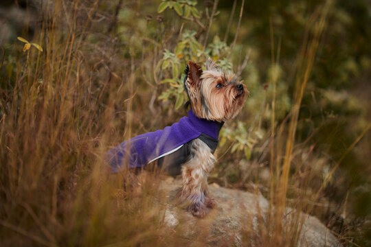 Yorkshire Terrier sits among warm grass and looks upward in a quiet outdoor location. Small dog portrait with natural surroundings and adventure mood.