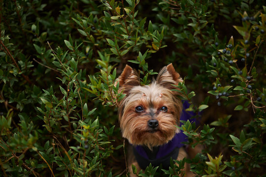 Yorkshire Terrier looks toward the camera while sitting among dense greenery in a natural mountain setting. Small companion dog captured during an outdoor exploration moment.