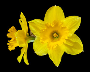 Obraz premium Yellow daffodil flowers isolated on a black background.