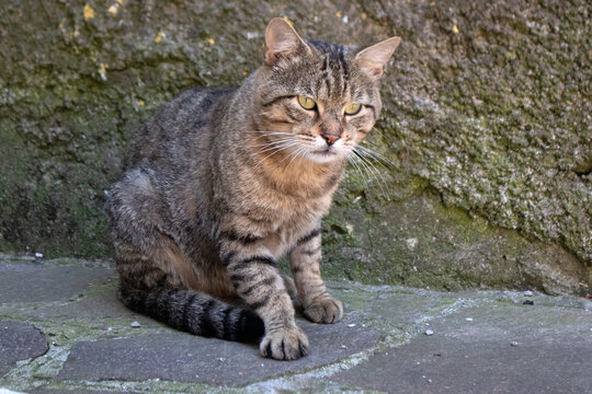 Gatto tigrato seduto su una superficie in pietra, ritratto in un momento di quieta attenzione davanti a un muro ruvido, in una scena naturale che esalta l&rsquo;espressivit&agrave; del felino e la sua presenza sil