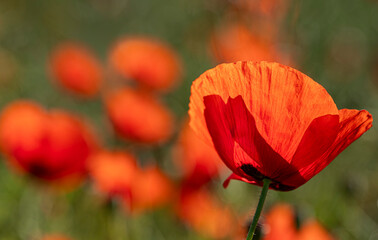 Mak polny - Papaver rhoeas L. Field poppy.   © tom