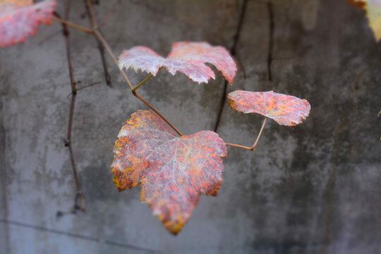 Dry autumn leaves on the tree with dust on it