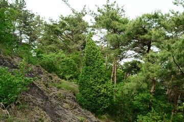 Fototapeta premium Juniperus rigida is an evergreen coniferous tree in Korea characterized by its sharp needle leaves and upright growth habit. This resilient botanical specimen flourishes in dry and sterile nature envi