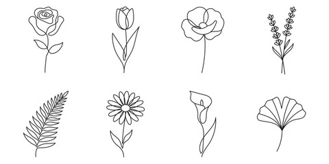 Botanical line art collection in minimalist style, nature elements © Volodymyr Hankevych