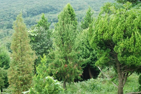 Whorled Needle Leaf Structure of Juniperus rigida Korea
