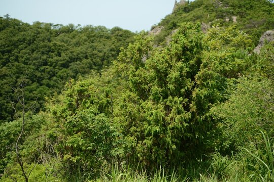 Whorled Needle Leaf Structure of Juniperus rigida Korea