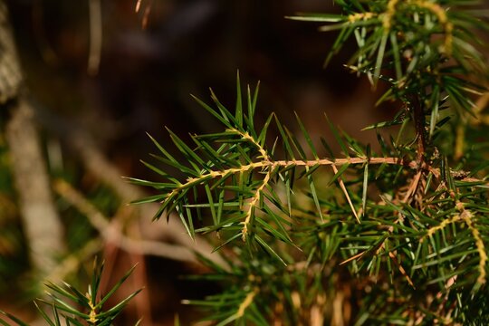 Whorled Needle Leaf Structure of Juniperus rigida Korea