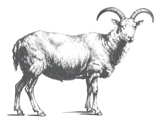 Hand drawn ram with curled horns in vintage rural engraving illustration.  © Ranjit