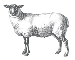 Hand drawn black faced sheep in vintage rural engraving style.  © Ranjit