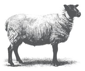 Hand drawn black faced sheep in vintage rural engraving style.  © Ranjit
