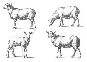 Vintage farm sheep collection with standing and grazing poses in rural engraving. © Ranjit
