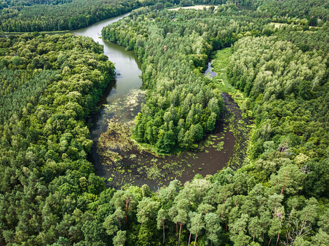 River and green forests. Aerial view of wildlife in Poland