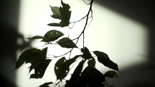 Shadows of leaves cast on a light surface.