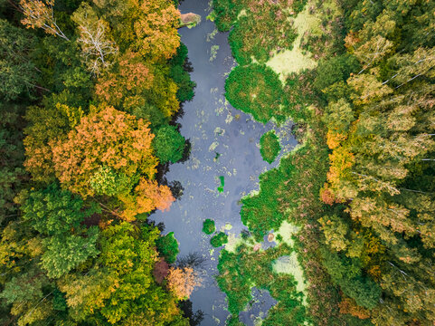Top down view of small river and forest in autumn.
