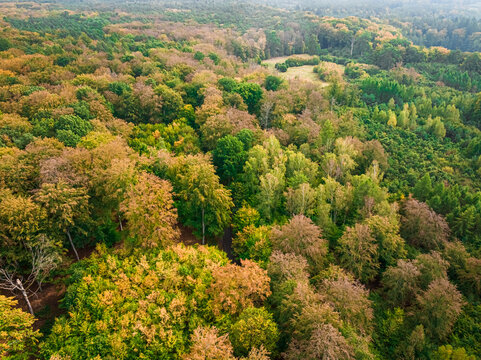 Aerial view of forest in autumn, top down view