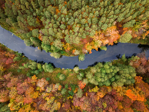 Top down view of forest and river in fall.