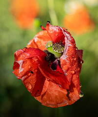 Mak polny - Papaver rhoeas L. Field poppy. © tom