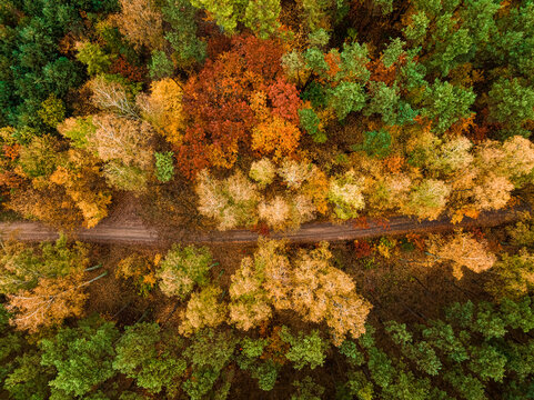 Country road and autumn forest in Poland