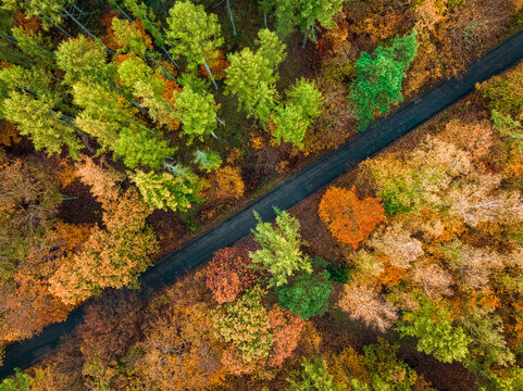 Colorful forest and dark road in autumn, Poland.