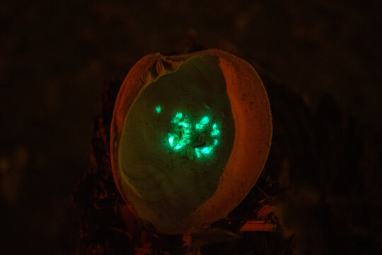 Bioluminescent sand fleas captured inside of a seashell at the Outer Banks beaches (OBX).