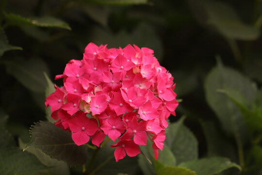 fiori di ortensia in un giardino in estate