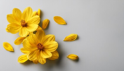 Fototapeta premium Yellow Flowers On Gray White Background