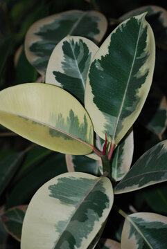 Variegated Ficus Elastica Tineke with New Leaf Growth