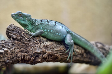 Fototapeta premium Female Green Crested Basilisk Resting on Branch in Tropical Terrarium