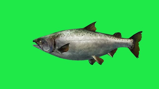 Sea Fish Swimming on Underwater Shark pufferfish orca Salmon Sperm whale Beluga whale Marine aquarium Ocean Fish on Underwater Isolated on Green Screen