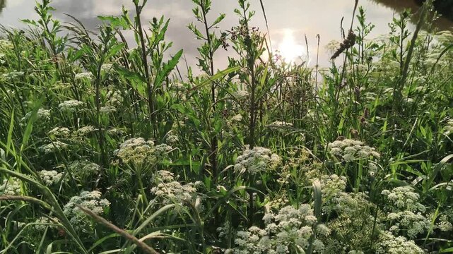 Close-up of wild white umbrella flowers growing near the riverbank on a sunny summer day, blooming green wild chervil or ground elder plants swaying in the wind with selective focus.