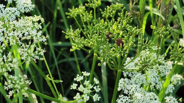 Close-up of wild white umbrella flowers growing near the riverbank on a sunny summer day with two red beetles on it, blooming green wild chervil or ground elder plants swaying in the wind with selecti