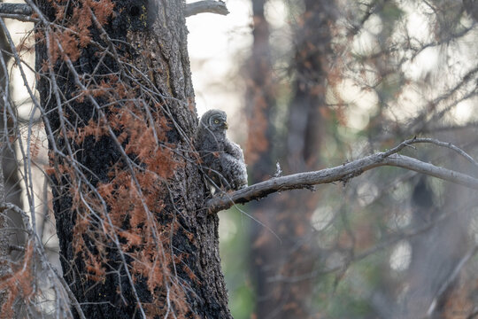 A recently fledged great gray owlet on a tree branch near its nest. This young owl is in the branching stage of development and will soon be able to fly.