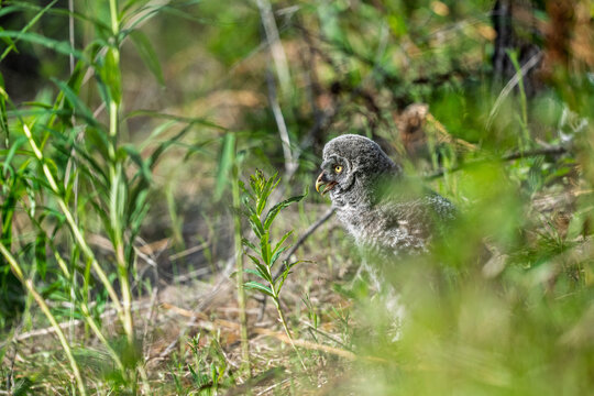 A recently fledged great gray owlet on the ground near its nest.  It's in the branching stage of development and is not able to fly yet.