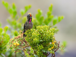 Obraz premium Male Rainbow-bearded Thornbill Hummingbird Perched on Flowering Shrub
