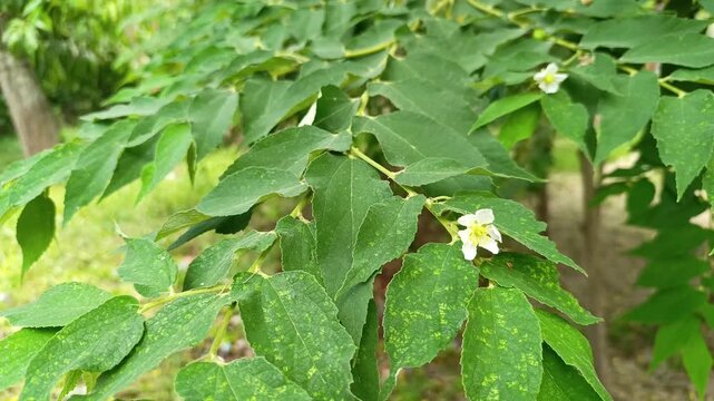 Fresh green capulin Muntingia calabura tree leaves and flowers in Guatemala