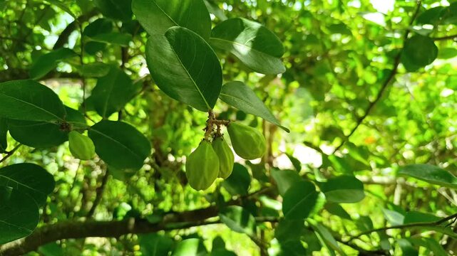Fresh green hicaco Chrysobalanus icaco fruits on branch in Guatemala