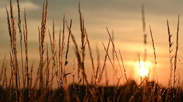 Powiewająca na wietrze roślinność na tle wschodzącego słońca. Vegetation blowing in the wind against the backdrop of the rising sun.