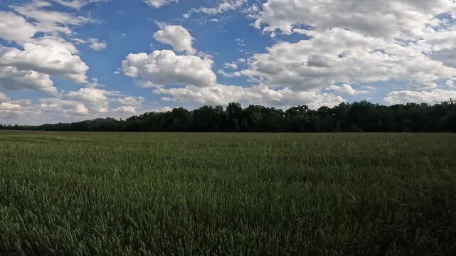 Fast forward through green wheat field. Rural landscape under cloudy summer blue sky. Flight over endless wheat field. Picturesque countryside landscape. Green wheat field under blue sky with clouds