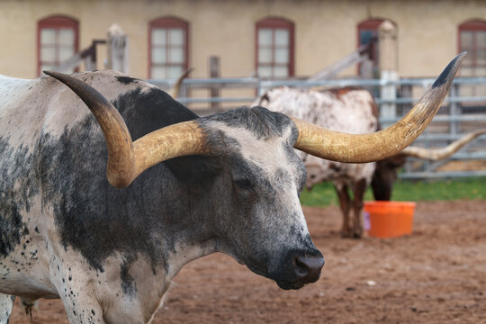 Fort Worth Herd longhorn cattle in a corral in Fort Worth, Texas USA, soon to take their twice daily walk, called the Cattle Drive, on Exchange Street in the Fort Worth Stockyards