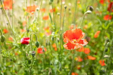 Naklejka premium Red poppy flowers blooming in a green summer meadow. 