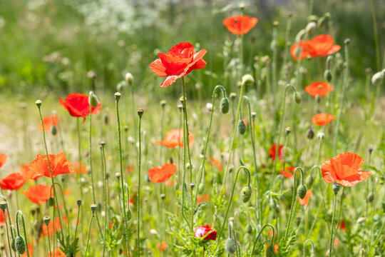 Red poppy flowers blooming in a green summer meadow.
