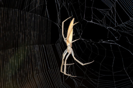 A beautiful Hewitt's Grass Orb-web Spider (Mahembea hewitti) in the centre of its web at the edge of a small dam, KwaZulu-Natal, South Africa