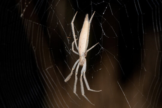 A beautiful Hewitt's Grass Orb-web Spider (Mahembea hewitti) in the centre of its web at the edge of a small dam, KwaZulu-Natal, South Africa