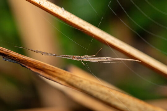 A beautiful Isidis Long-jawed Spider (Tetragnatha isidis) camouflaged against dry reeds at the edge of a pond in KwaZulu-Natal, South Africa